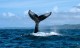 Discovery Tour - Whale Watching