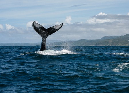 Samana Whale Watching Tour from Punta Cana Dominican Republic.